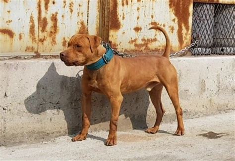 Pedigree Database Ace Kennel S Lil Machobuck