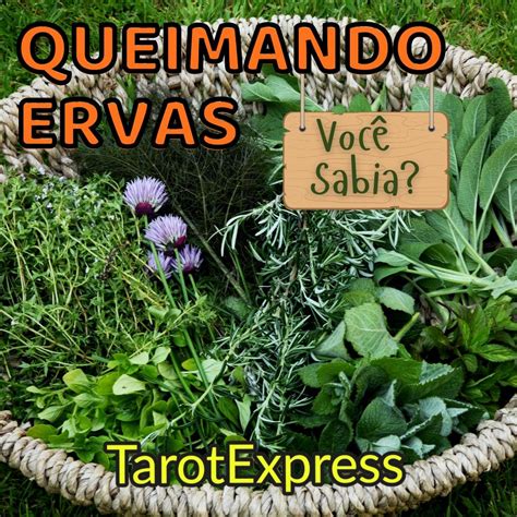 Queimando Ervas Em Ervas Salvia Branca Erva Doce