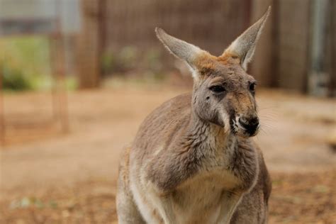 Download Perth Kangaroo At Zoo Wallpaper