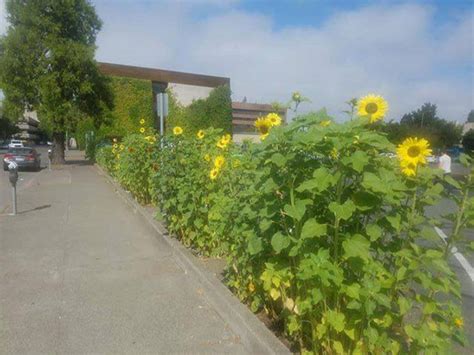 Man Plants Guerrilla Garden On Public Property Without Permission