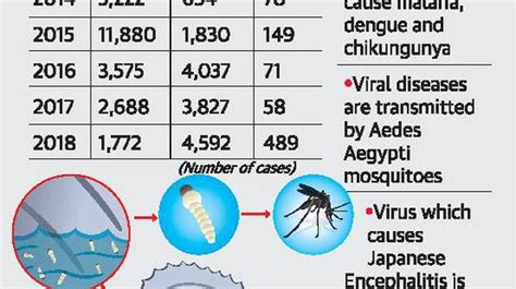 Stagnant Water Breeds Malaria Dengue The Hindu