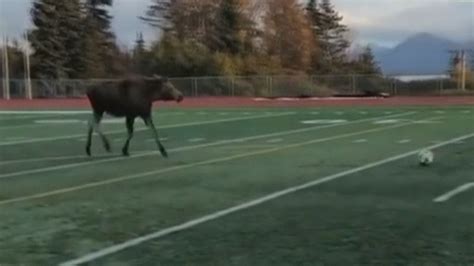 Moose Joins In On Soccer Game And Shows Off Dribbling Skills