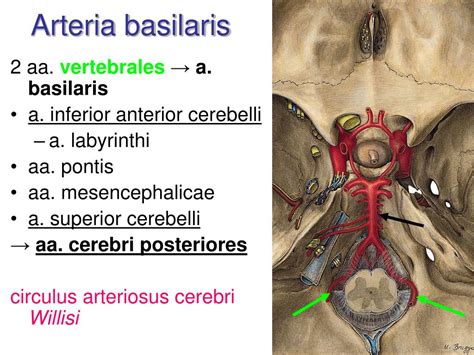 Ppt Arterial System Systema Arteriarum Powerpoint Presentation Free