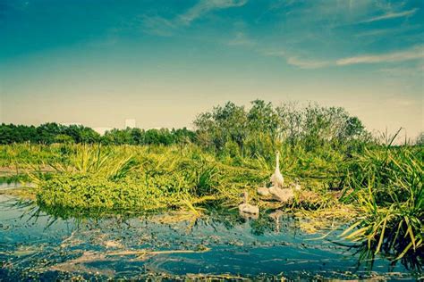 Vand Med Spejlbillede Af Naturen Stock Foto Colourbox