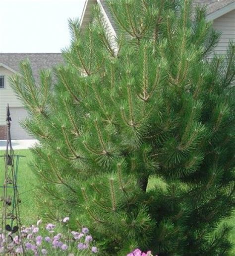 Top Evergreen Privacy Trees That Are Easy To Grow Privacy Trees