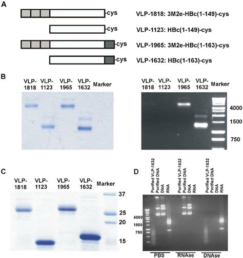 The C Terminal Arginine Rich Domain Of Recombinant HBc Based VLPs Binds