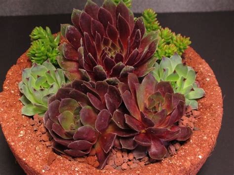 Sempervivum Varieties and How to Grow Indoors - AGreenHand