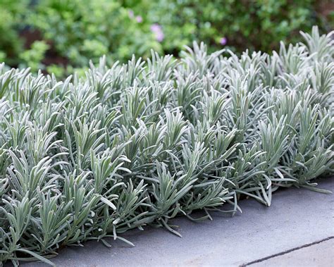 Provence Lavendel Lavandula X Bild Kaufen 13744755