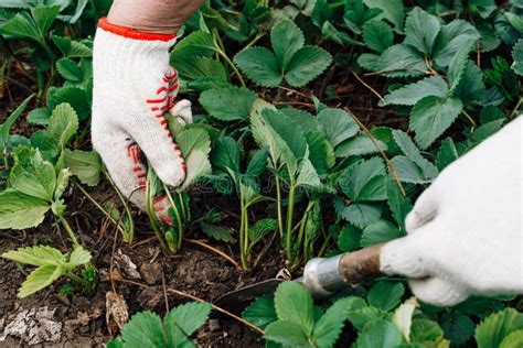 Male Hands Plant Strawberry Seedlings Cultivate And Transplant Stock
