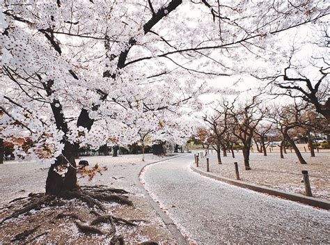 HD wallpaper: White Tree Beside Pathway, bloom, blossom, branches, cherry blossoms | Wallpaper Flare