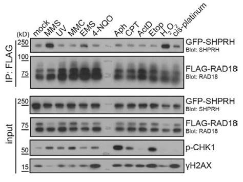 Shprh Monoclonal Antibody Oti F Truemab Origene L