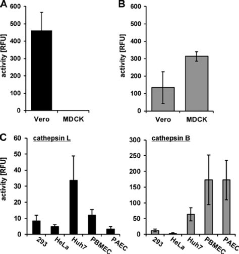 Cathepsin L And B Activities Cathepsin L A And Cathepsin B B