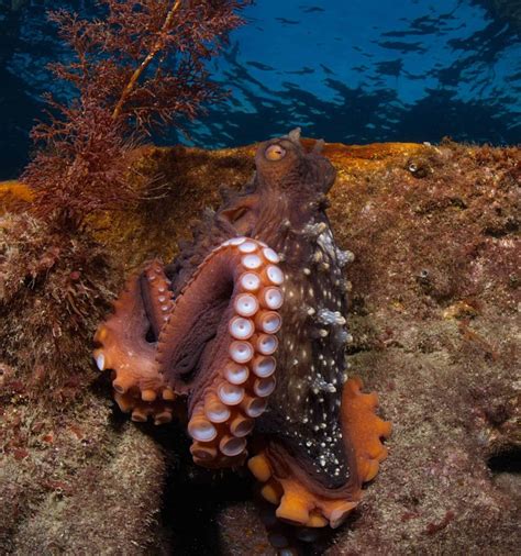 Here's Everything You Want To Know About Octopus Suckers! - OctoNation - The Largest Octopus Fan ...