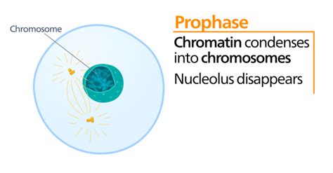 Mitosis Stages Prophase Metaphase Teachmephysiology