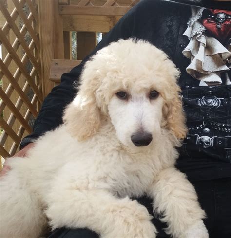 Kc Standard Poodle Cream White Boy Puppy For Sale Neath Neath Port