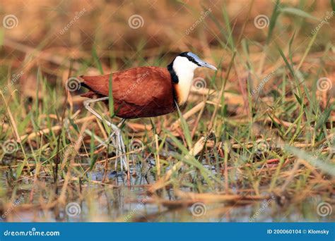 La Jacana Africana Actophilornis Africanus En La Laguna Poco Profunda