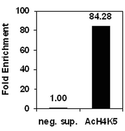 Chipab Acetyl Histone H4 Lys5 Chip Validated Antibody And Primer