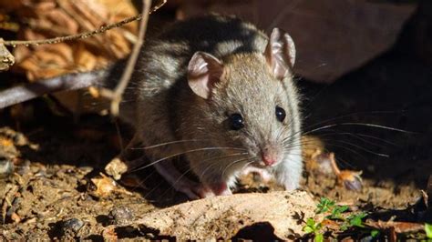 Crispr Cas 9 Used To Create Single Sex Mice Litters Technology Networks