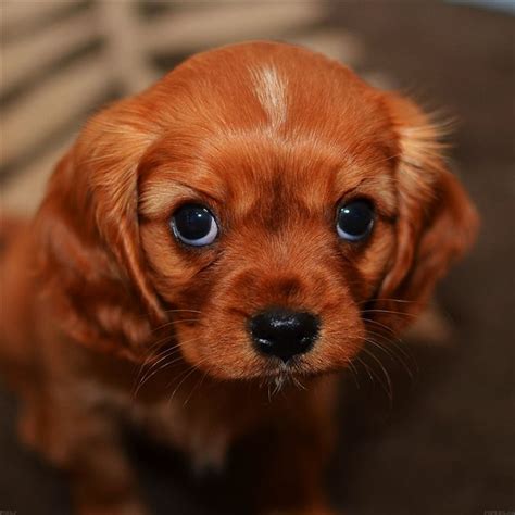 Cute Puppy Dog iPad Wallpapers Free Download