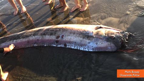 Giant Oarfish Beachings Raise Earthquake Myth Speculation - YouTube