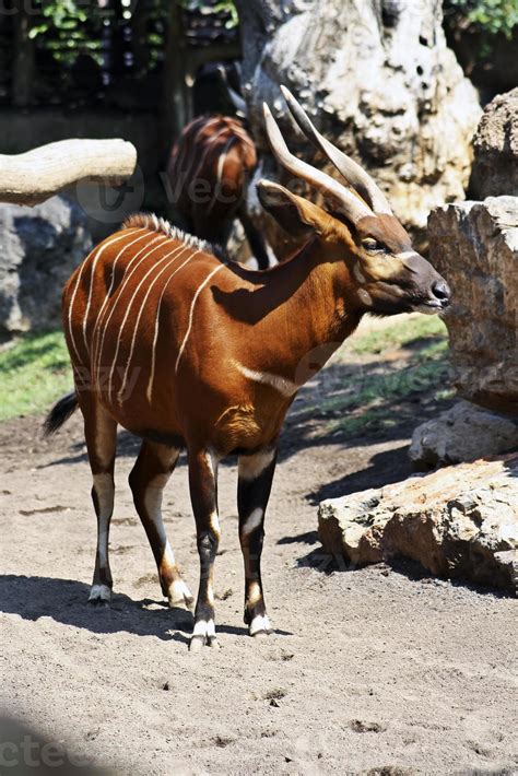 Bongo antelope 844647 Stock Photo at Vecteezy