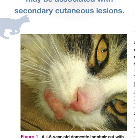 Mast Cell Tumors In Cats Semantic Scholar