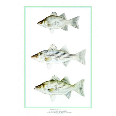 White Bassstriped Basshybrid