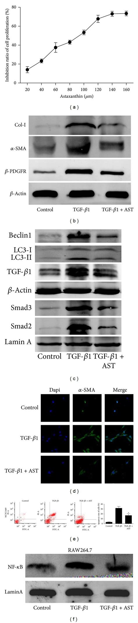 Effect Of Astaxanthin On HSC T6 NCTC1469 And RAW264 7 Cells A The