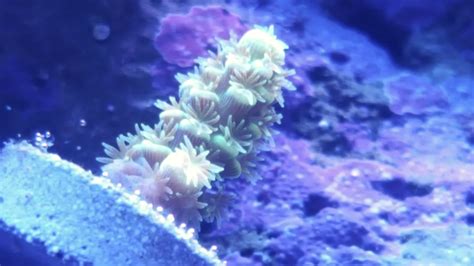 Walt Disney Acropora Reef2reef