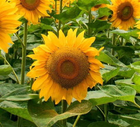 Variedades De Semillas De Girasol Semillas De Helianthus Annuus ES