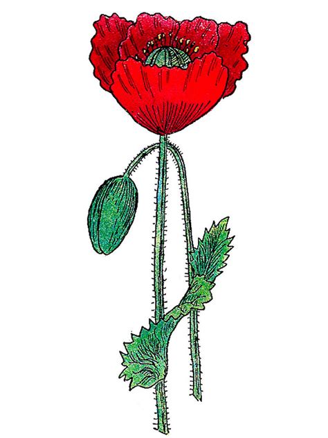 Poppy Clipart Photo Clipartlib