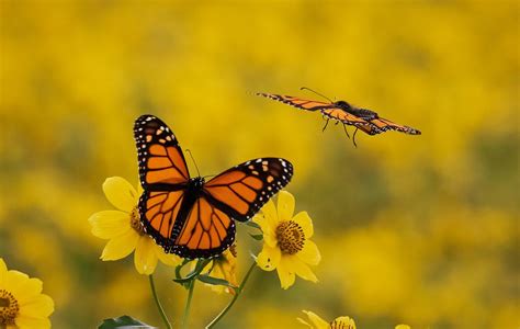 The Migration of Monarch Butterflies