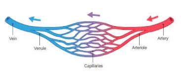 Capillary Exchange Flashcards Quizlet