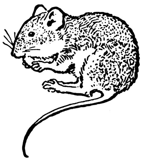 Mouse | ClipArt ETC