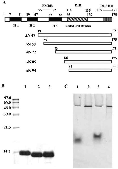 A Schematic Representation Of Deletion Mutants ⌬ N47 ⌬ N57 ⌬ N72 ⌬ Download Scientific