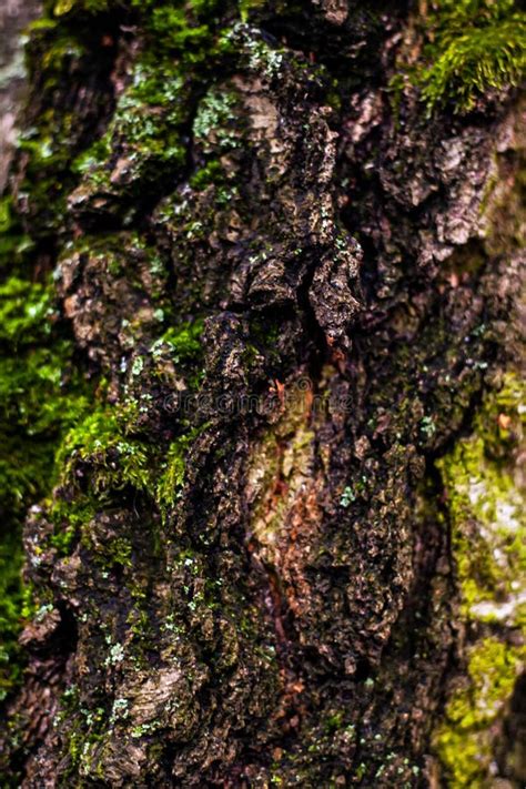 Birch Bark Covered With Green Moss Stock Photo Image Of Birch Spots