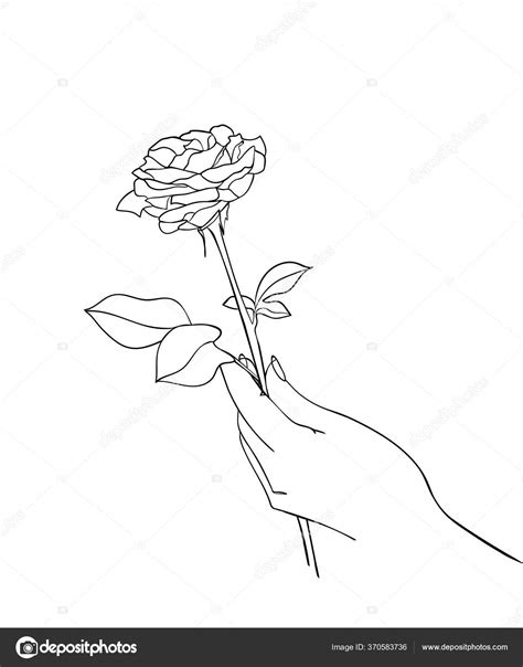 Hand Holding Rose Flower Line Drawing Vector Illustration Stock