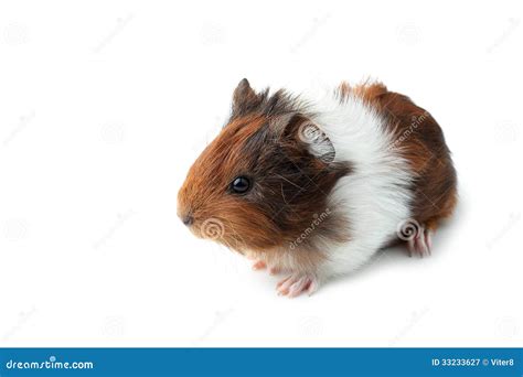 Small Guinea Pig Isolated On White Stock Image Image Of Small Guinea