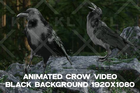 Animated Crow Cawing Stock Video Graphic By Kristenleedsn · Creative