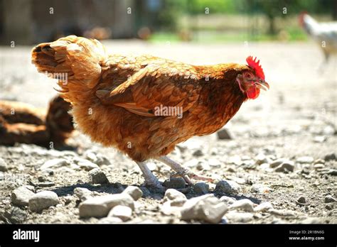 Chickens On Traditional Free Range Poultry Farm Stock Photo Alamy