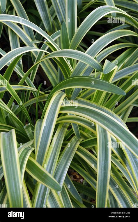 Golden Variegated Foliage Hi Res Stock Photography And Images Alamy