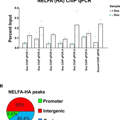 NELFA HA ChIP QPCR Validation A NELFA HA ChIP QPCR Validation Of