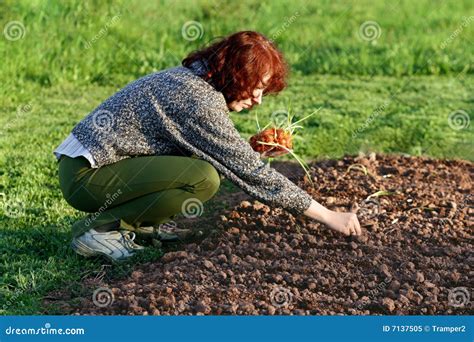 Planting onion stock image. Image of bulbs, agriculture - 7137505