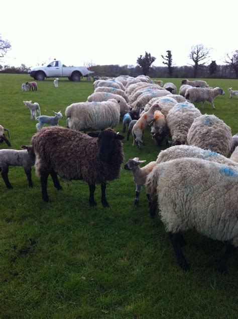 Feeding ewes and lambs in April 2012 | Farm