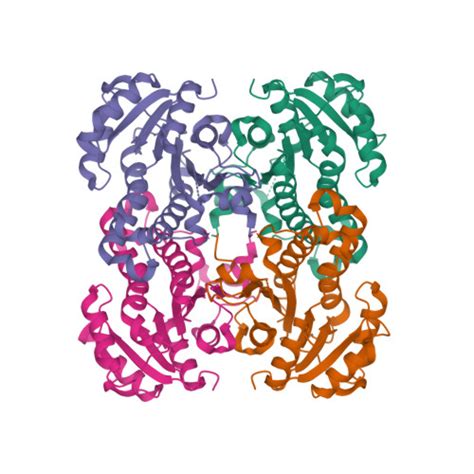 Rcsb Pdb 4nqz Crystal Structure Of The Pseudomonas Aeruginosa Enoyl