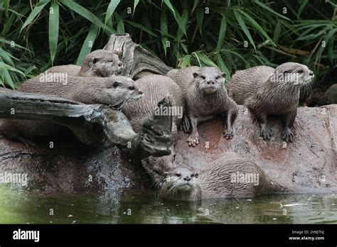 A Romp Of Otters Hi Res Stock Photography And Images Alamy