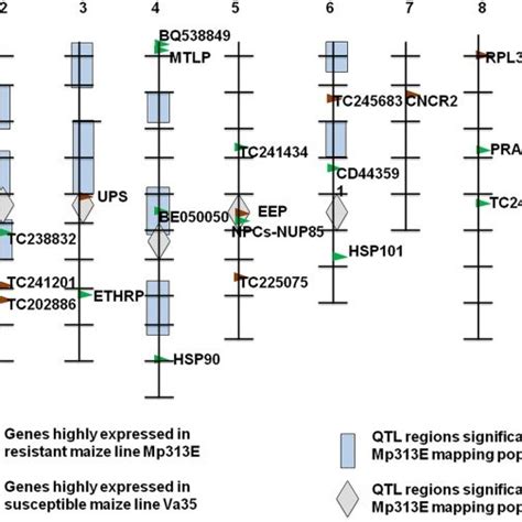 Chromosome Bin Map Showing The Positions Of The Identified Qtl Regions