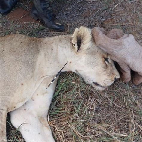 Sheldrick Wildlife Trust On Twitter Ouch This Lucky Lioness Received