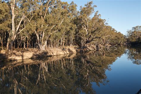 Blue Gum Pictures Photo Collection YANGA NATIONAL PARK AND BALRANALD