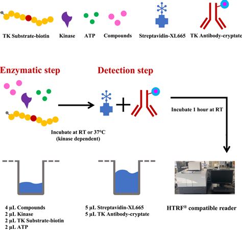 Htrf Assay Htrf Homogeneous Time‐resolved Fluorescence Download Scientific Diagram